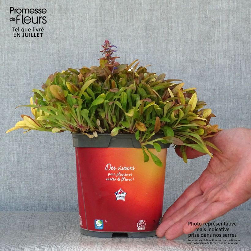 Ejemplar de Ajuga Feathered Friends Fancy Finch - Búgula Maceta 2L/3L entregado en verano