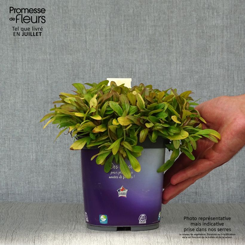 Ejemplar de Ajuga Petite Parakeet - Búgula Maceta 2L/3L entregado en verano