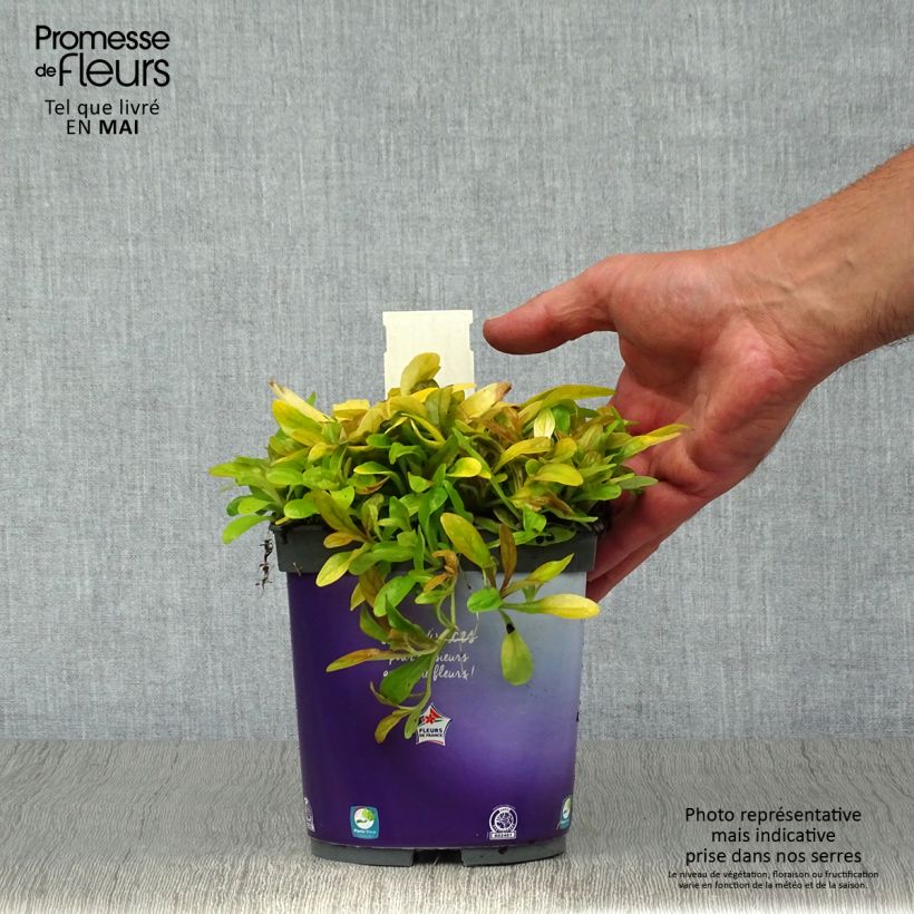 Ajuga Petite Parakeet - Búgula Maceta 2L/3L Ejemplar entregado en la primavera