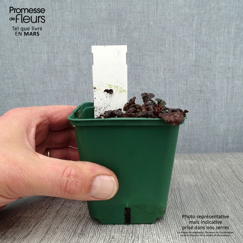 Ajuga pyramidalis Metallica Crispa Maceta de 8/9 cm Ejemplar entregado en invierno