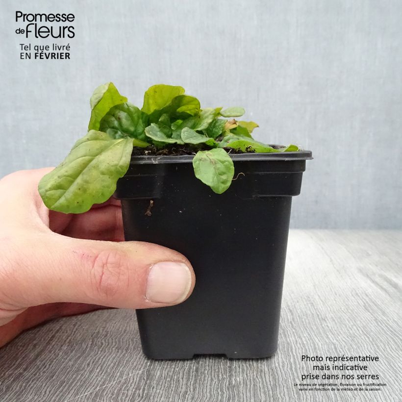 Ajuga reptans Alba Maceta de 7/8 cm Ejemplar entregado en invierno