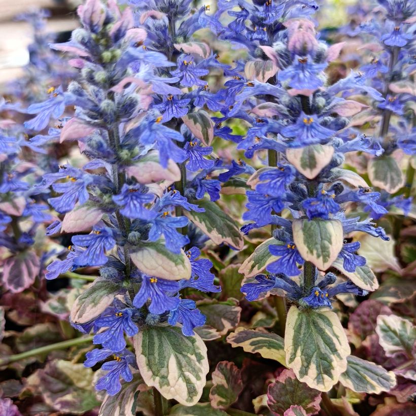 Ajuga reptans Burgundy Glow (Floración)
