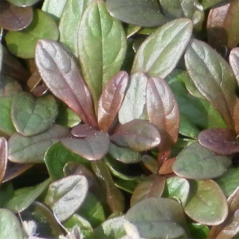 Ajuga Chocolate Chip - Búgula (Follaje)