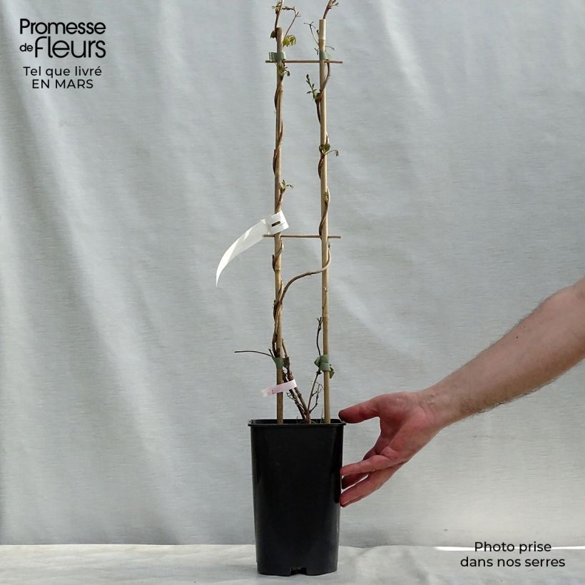 Akebia longeracemosa - Akebi Maceta 2L/3L Ejemplar entregado en invierno