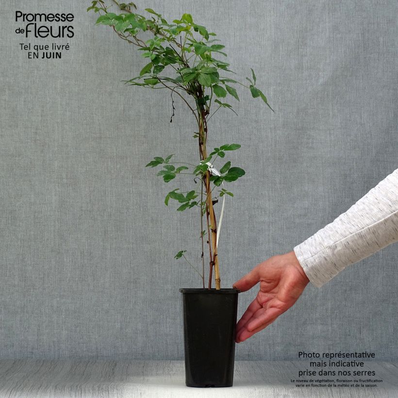Ejemplar de Akebia pentaphylla - Akebi Maceta 1,5L/2L entregado en verano