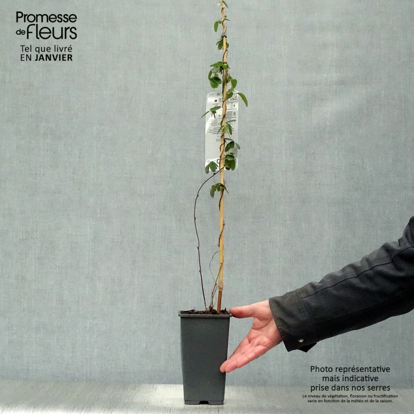 Akebia de cinco hojas - Akebia kinata Maceta 2L/3L Ejemplar entregado en invierno