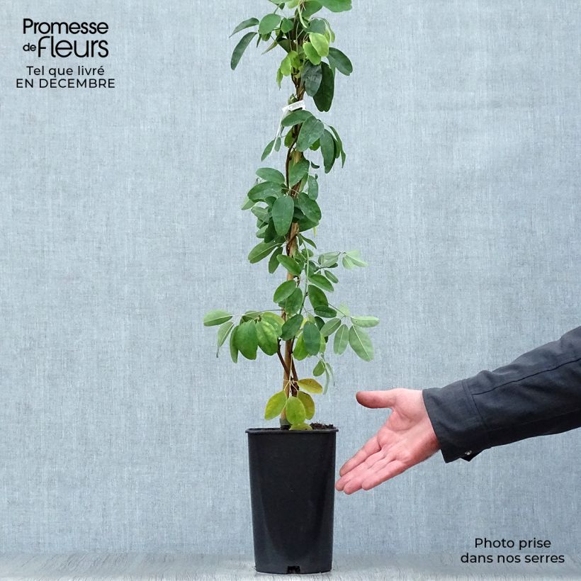 Akebia de cinco hojas Cream Form Maceta 2L/3L Ejemplar entregado en invierno