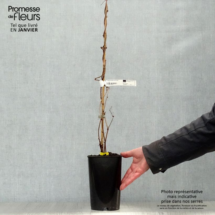 Akebia de cinco hojas Silver Bells Maceta 2L/3L Ejemplar entregado en invierno