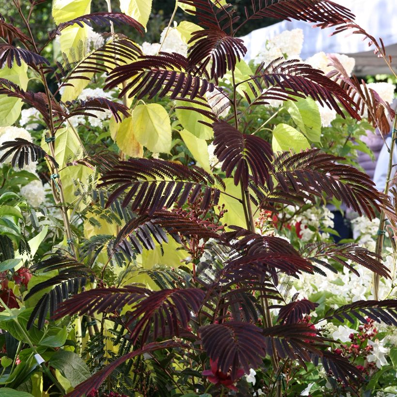Acacia de Constantinopla Evey's Pride - Albizia (Porte)