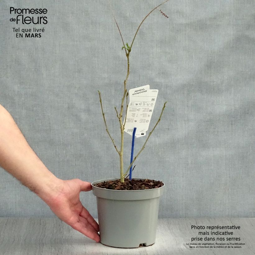 Acacia de Constantinopla Ombrella - Albizia Maceta 3L/4L Ejemplar entregado en la primavera