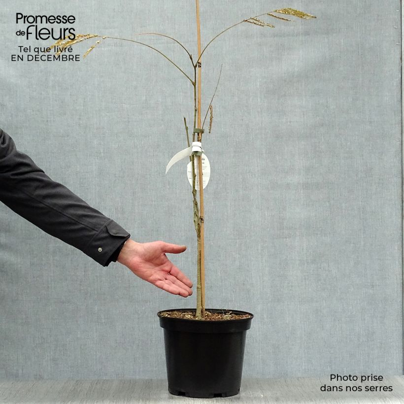 Acacia de Constantinopla Ombrella - Albizia Maceta 6L/7L Ejemplar entregado en invierno