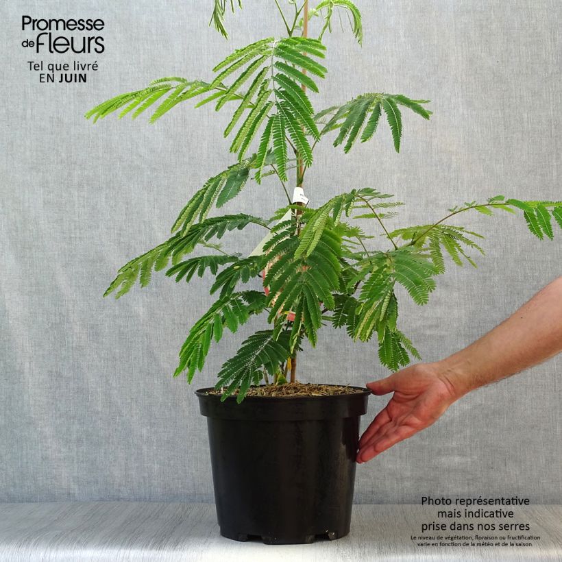 Ejemplar de Acacia de Constantinopla Ombrella - Albizia Maceta 6L/7L entregado en verano
