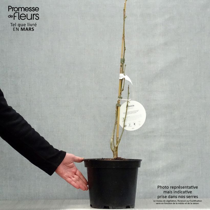 Acacia de Constantinopla Ombrella - Albizia Maceta 6L/7L Ejemplar entregado en la primavera