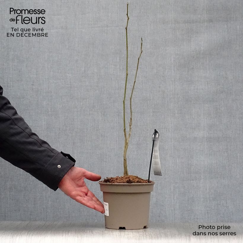 Acacia de Constantinopla Rosea - Albizia Maceta 2L/3L Ejemplar entregado en invierno