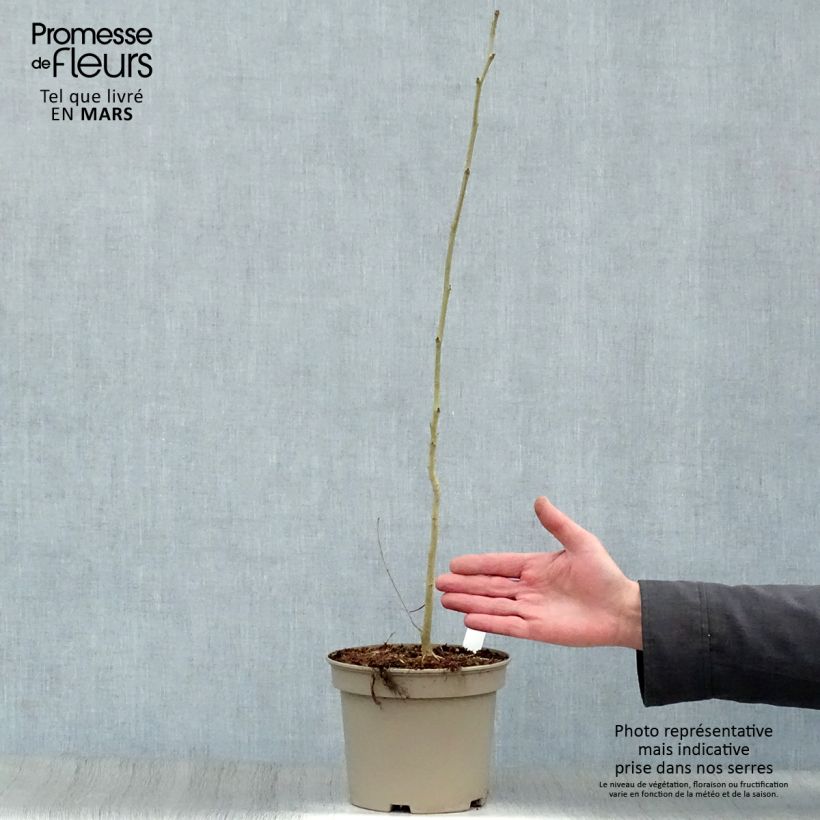 Acacia de Constantinopla Rosea - Albizia Maceta 2L/3L Ejemplar entregado en la primavera