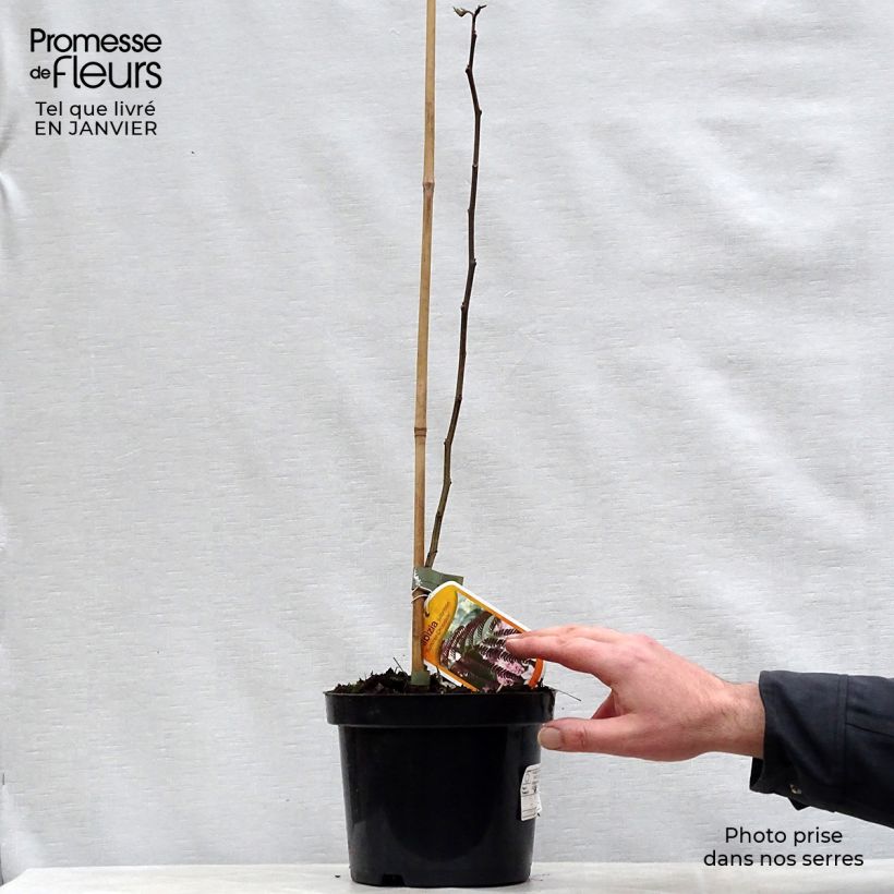 Acacia de Constantinopla Summer Chocolate - Albizia Maceta 3L/4L Ejemplar entregado en invierno