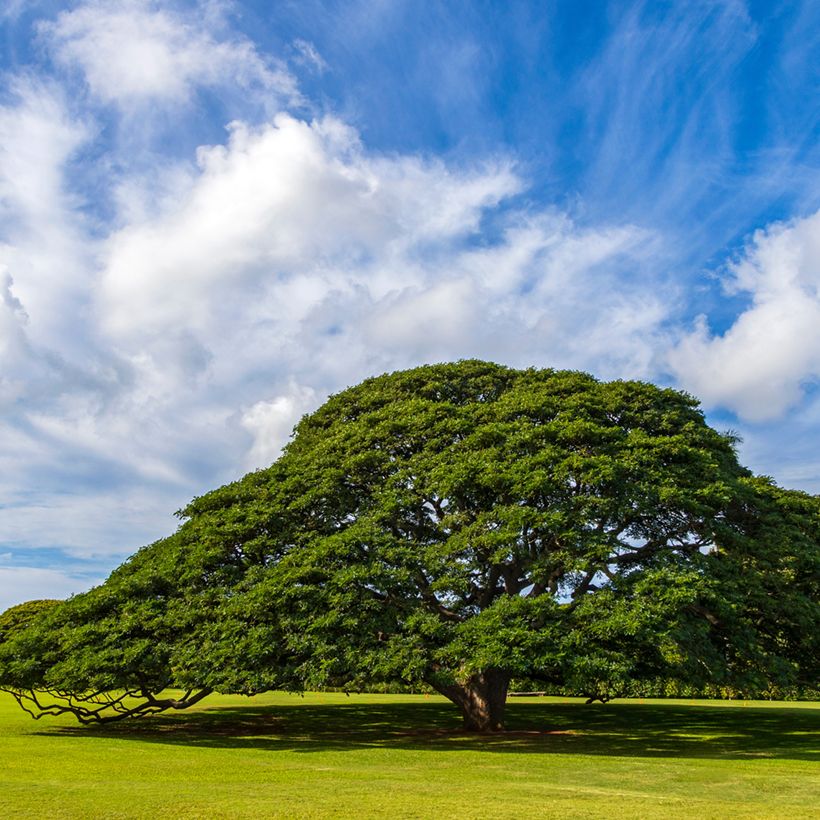 Albizia saman - Samán (Porte)