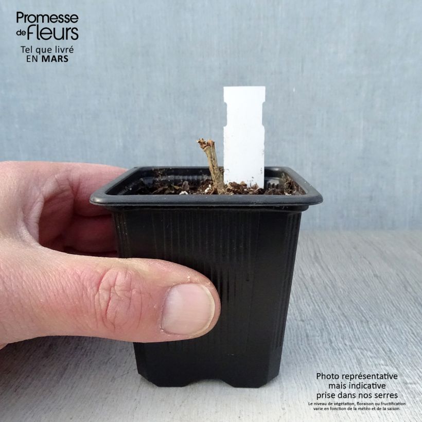 Alcalthaea suffrutescens Parkallee Maceta de 8/9 cm Ejemplar entregado en la primavera