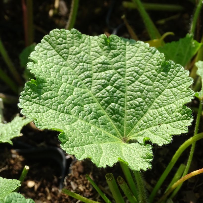 Alcea ficifolia Las Vegas (Follaje)