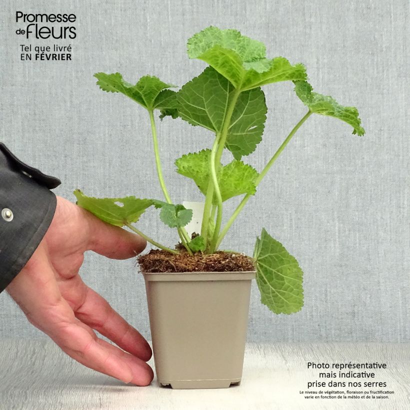 Alcea ficifolia - Malva real Maceta de 8/9 cm Ejemplar entregado en invierno