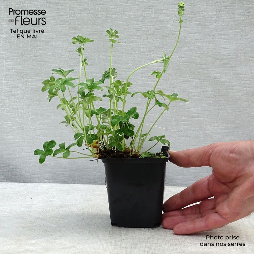 Alchemilla alpina - Alquemila Maceta de 8/9 cm Ejemplar entregado en la primavera