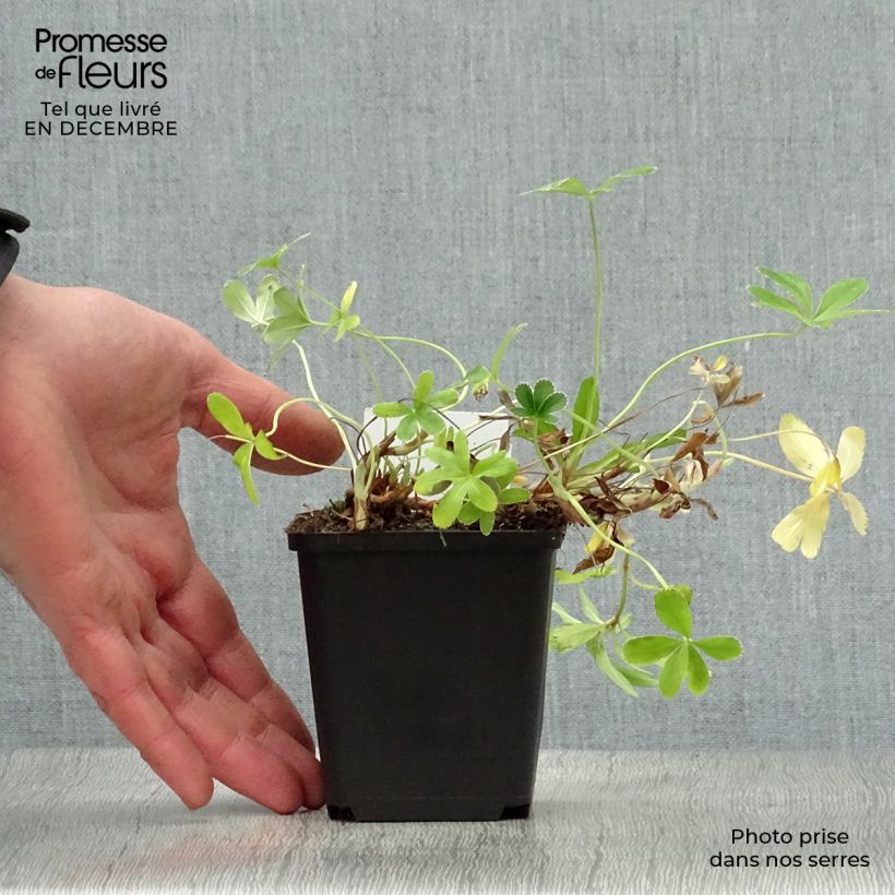 Alchemilla alpina - Alquemila Maceta de 8/9 cm Ejemplar entregado en invierno