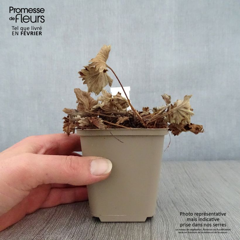 Alchemilla caucasica - Alquemila Maceta de 8/9 cm Ejemplar entregado en invierno