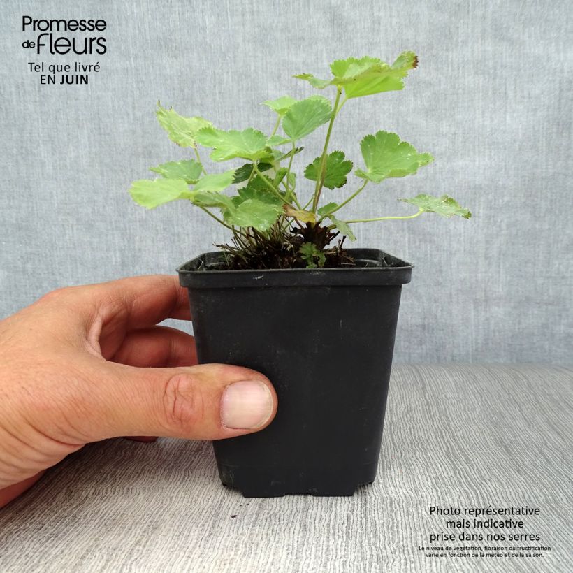 Ejemplar de Alchemilla epipsila - Alquemila Maceta de 8/9 cm entregado en verano