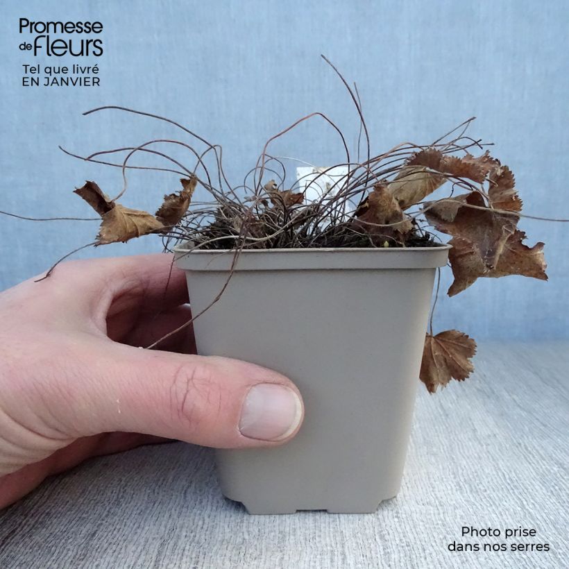 Alchemilla epipsila - Alquemila Maceta de 8/9 cm Ejemplar entregado en invierno