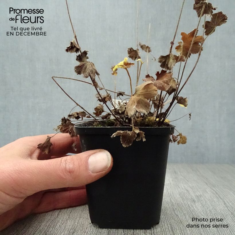 Alchemilla erythropoda - Alquemila Maceta de 8/9 cm Ejemplar entregado en invierno