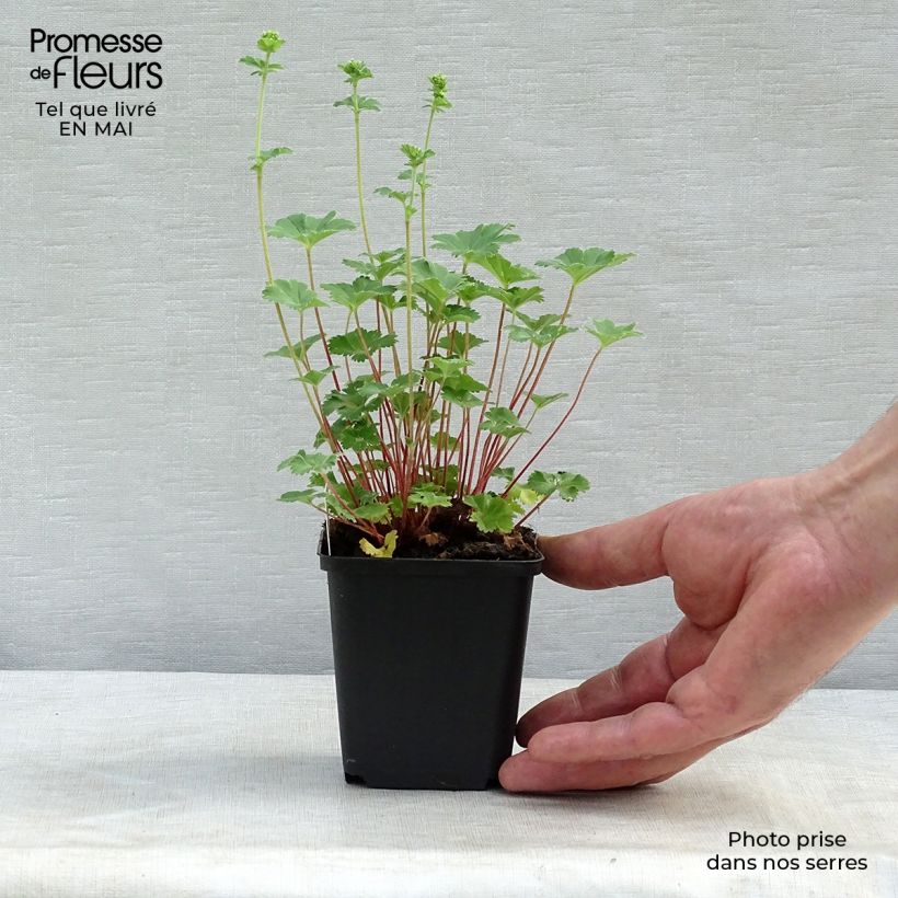 Alchemilla erythropoda - Alquemila Maceta de 8/9 cm Ejemplar entregado en la primavera