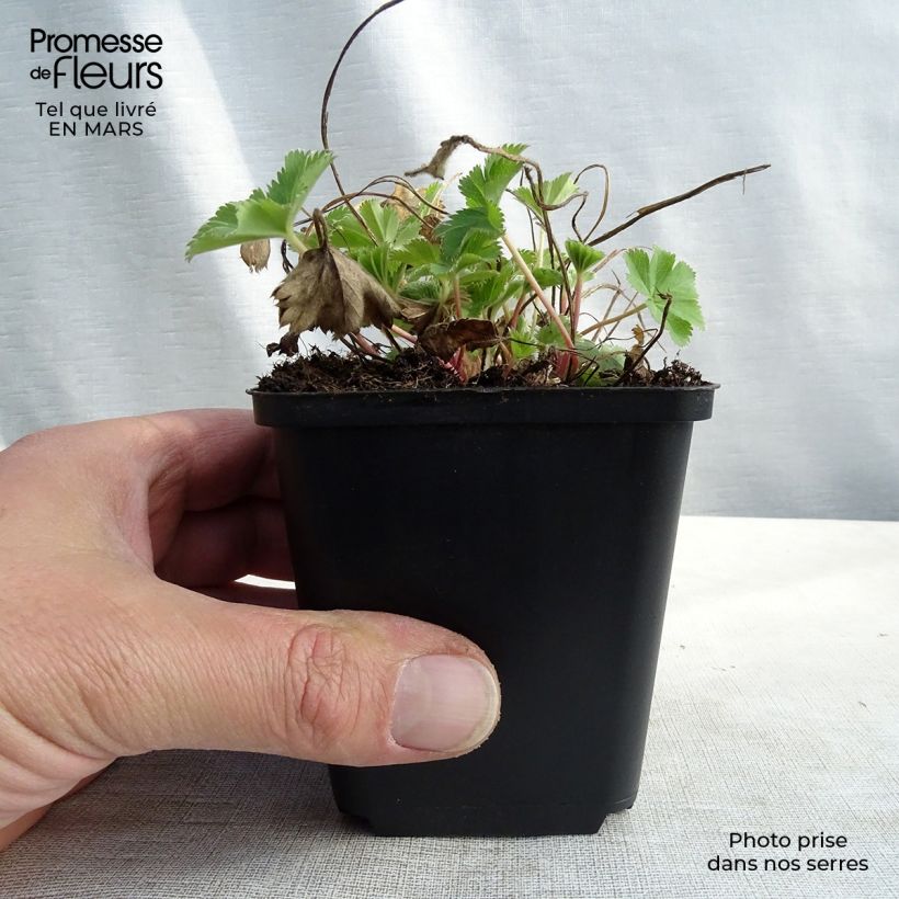 Alchemilla sericata Gold Strike - Alquemila Maceta de 8/9 cm Ejemplar entregado en la primavera