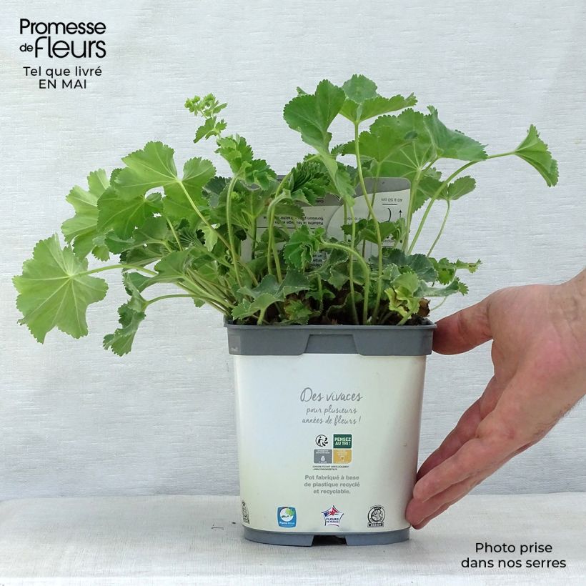 Alchemilla mollis Thriller - Alquémila Maceta 2L/3L Ejemplar entregado en la primavera