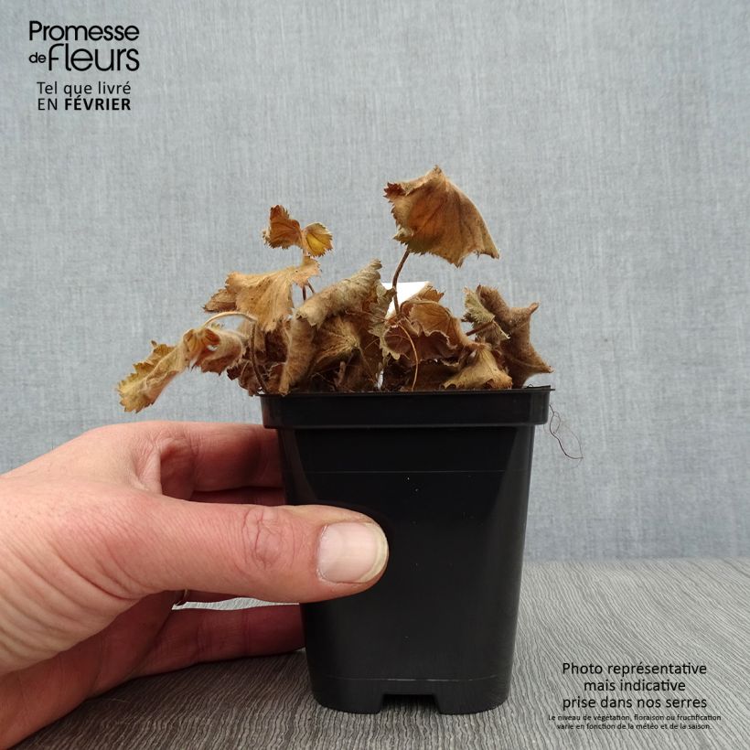 Alchemilla mollis Thriller - Alquémila Maceta de 8/9 cm Ejemplar entregado en invierno