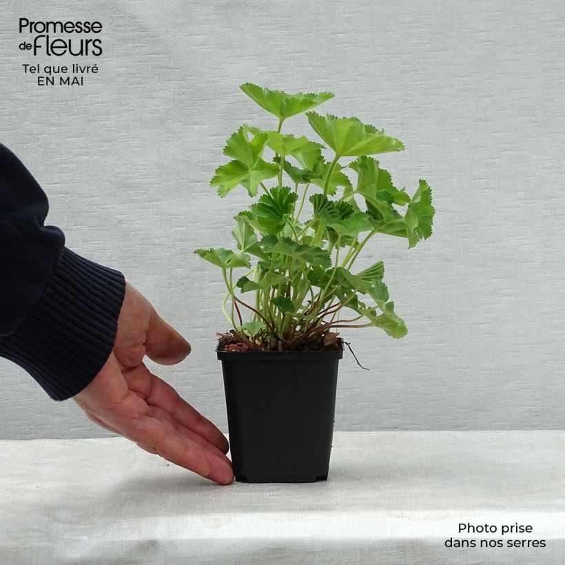 Alchemilla mollis - Alquémila Maceta de 8/9 cm Ejemplar entregado en la primavera