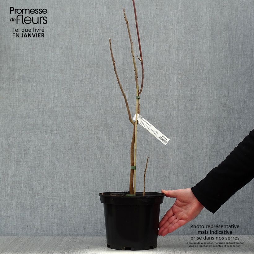 Alchornea davidii Maceta 3L/4L Ejemplar entregado en invierno