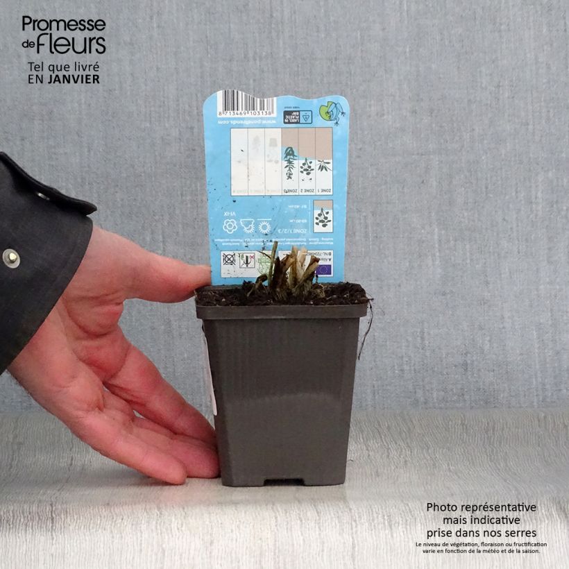 Alisma parviflora - Llanten de agua Maceta de 8/9 cm Ejemplar entregado en invierno