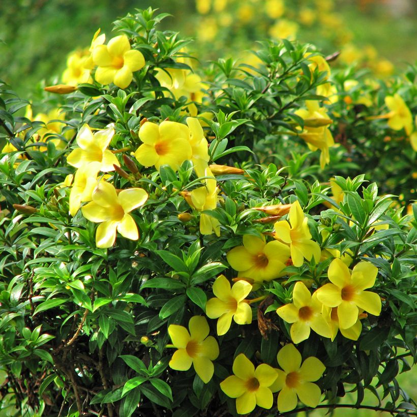 Allamanda cathartica (Floración)