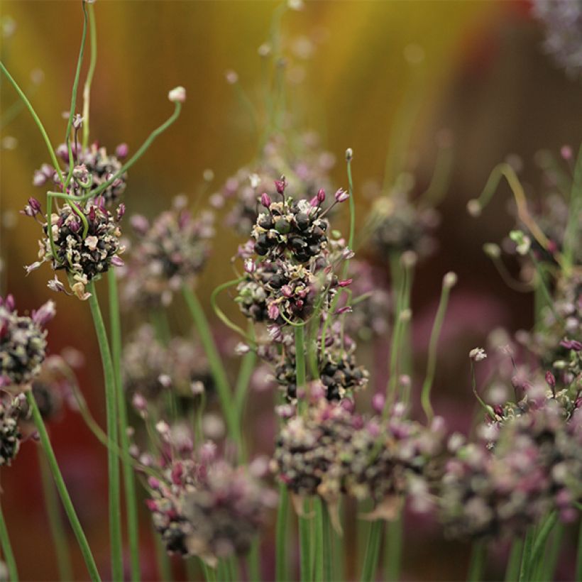 Allium scorodoprasum Bizarre - Ajo decorativo (Floración)