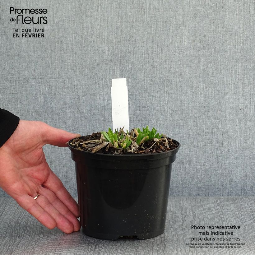 Allium Millenium - Ajo decorativo Maceta 2L/3L Ejemplar entregado en invierno