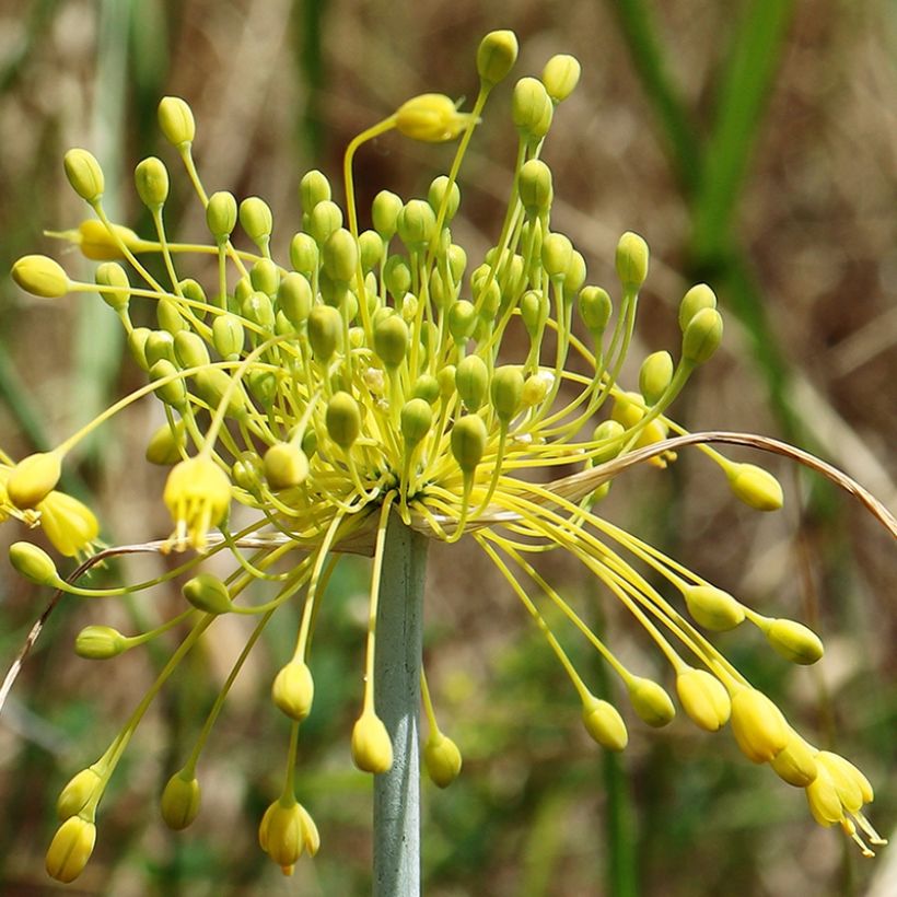 Allium chloranthum Yellow Fantas - Ajo decorativo (Floración)