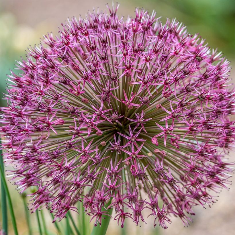 Allium karataviense Red Giant - Ajo decorativo (Floración)