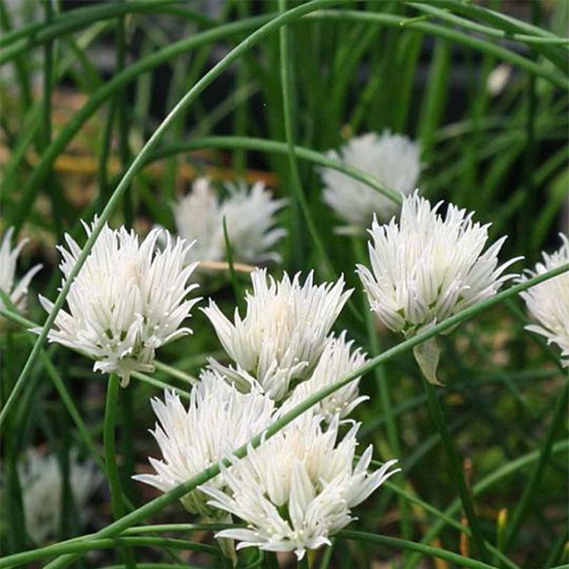 Cebollino Corsican White (Floración)
