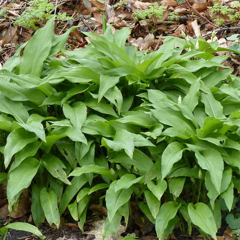 Ajo de oso (maceta) - Allium ursinum (Follaje)