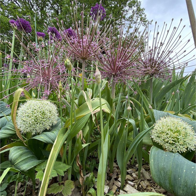 Allium schubertii - Ajo decorativo (Porte)