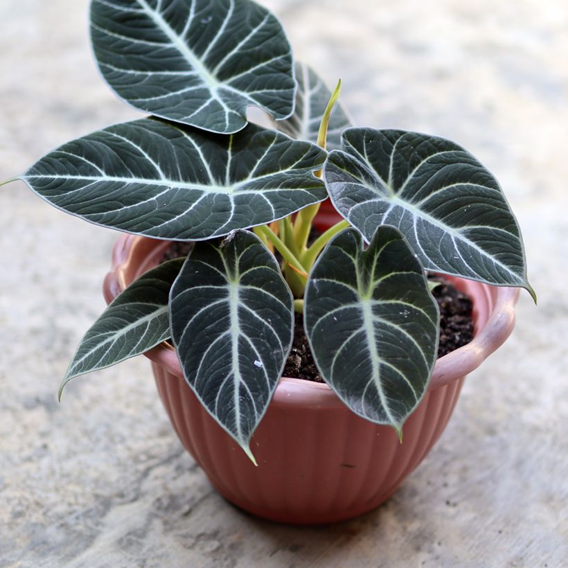 Alocasia Black Velvet - Oreja de elefanteéphant (Follaje)