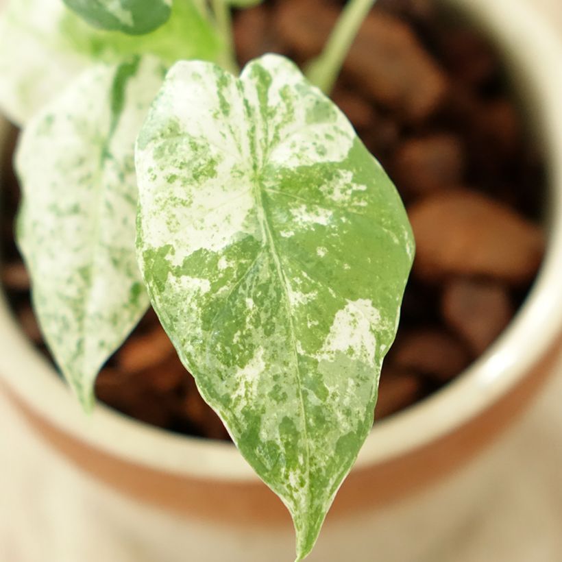 Alocasia odora Batik - Oreja de elefante (Follaje)