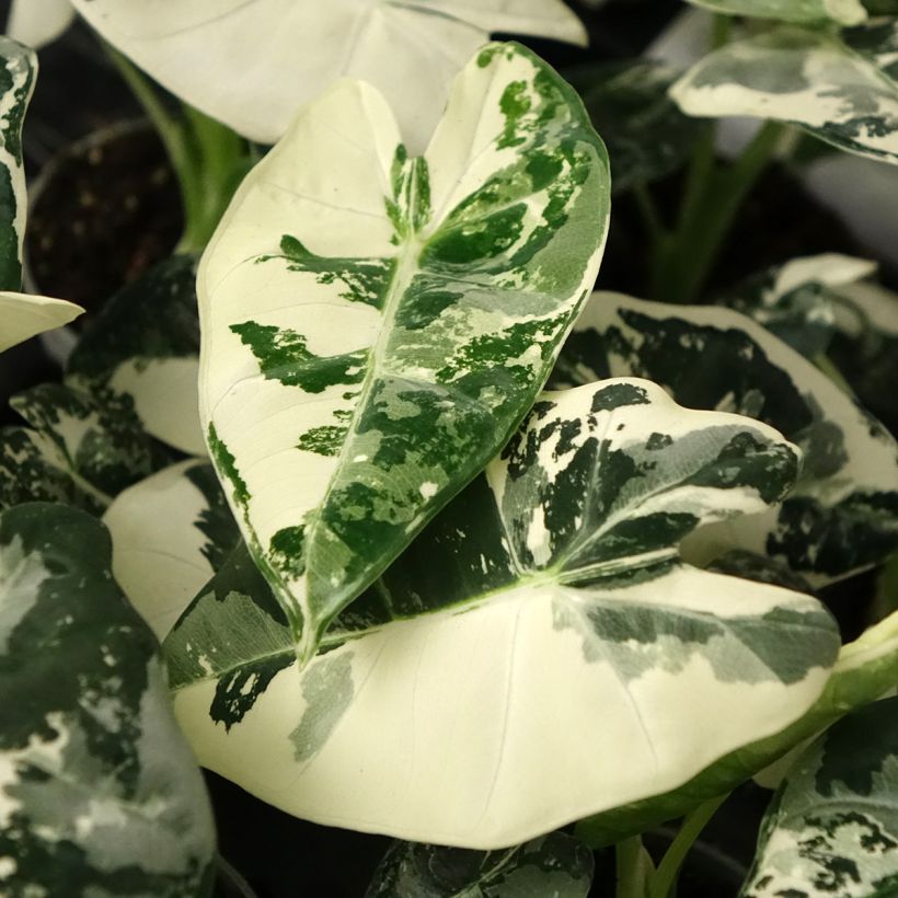 Alocasia Frydek Variegata - Oreja de elefante (Follaje)