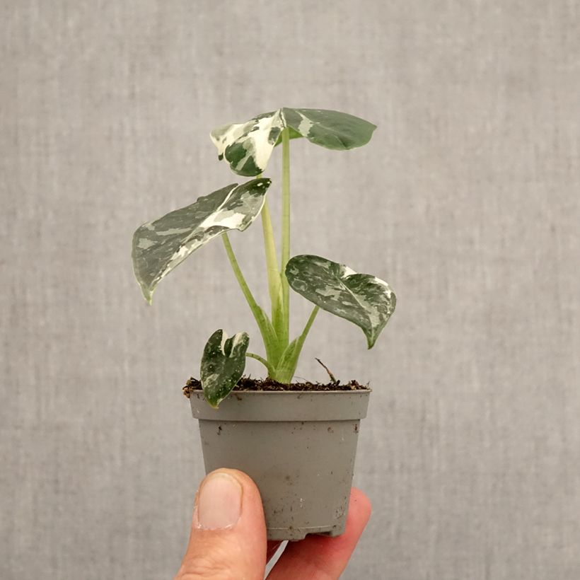 Alocasia Frydek Variegata - Oreja de elefante miniplanta Ejemplar entregado en la primavera