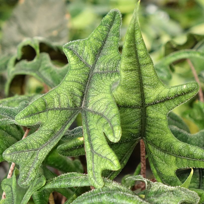 Alocasia Jacklyn - Oreja de elefantephante (Follaje)